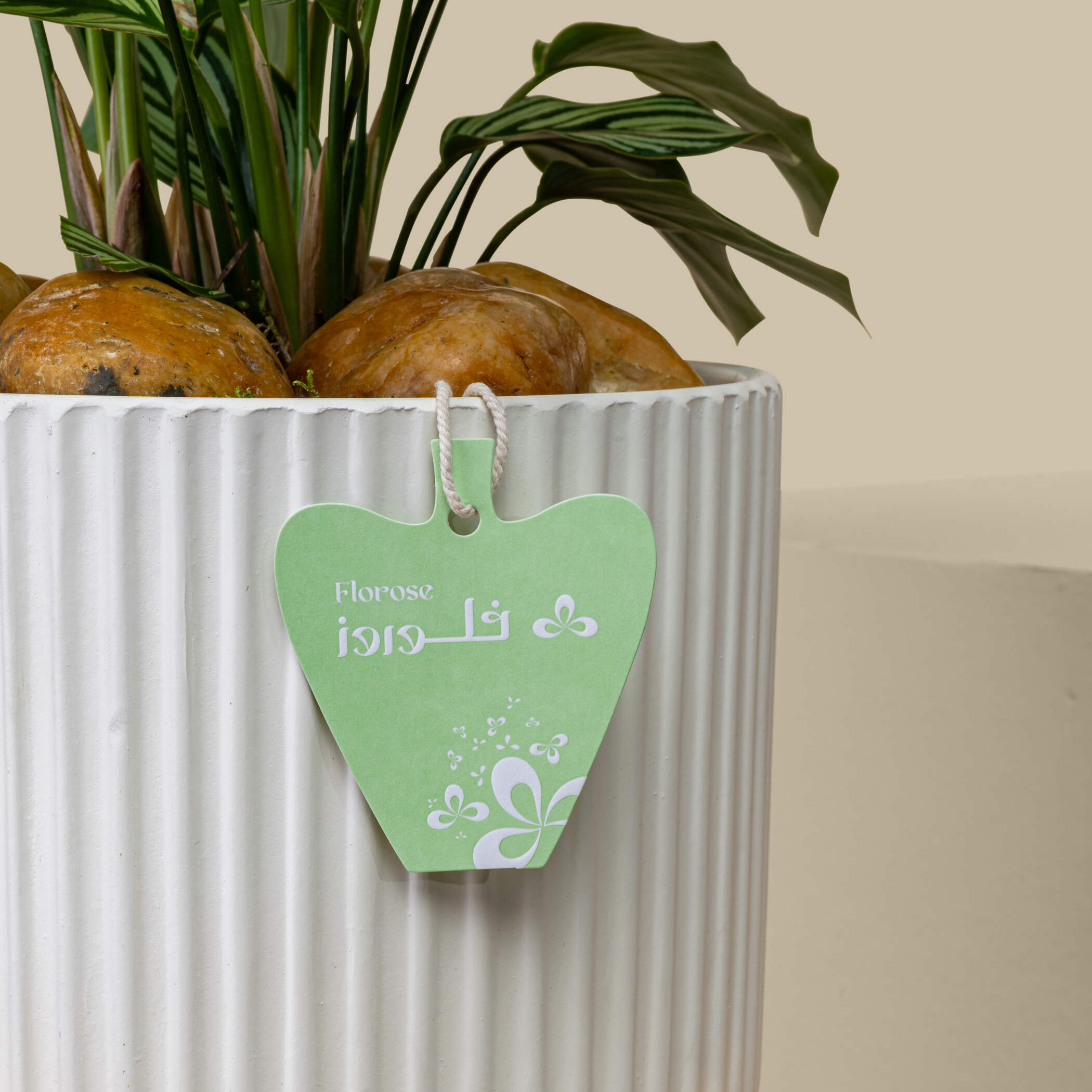 Calathea Tender Plant Calathea Tender Plant