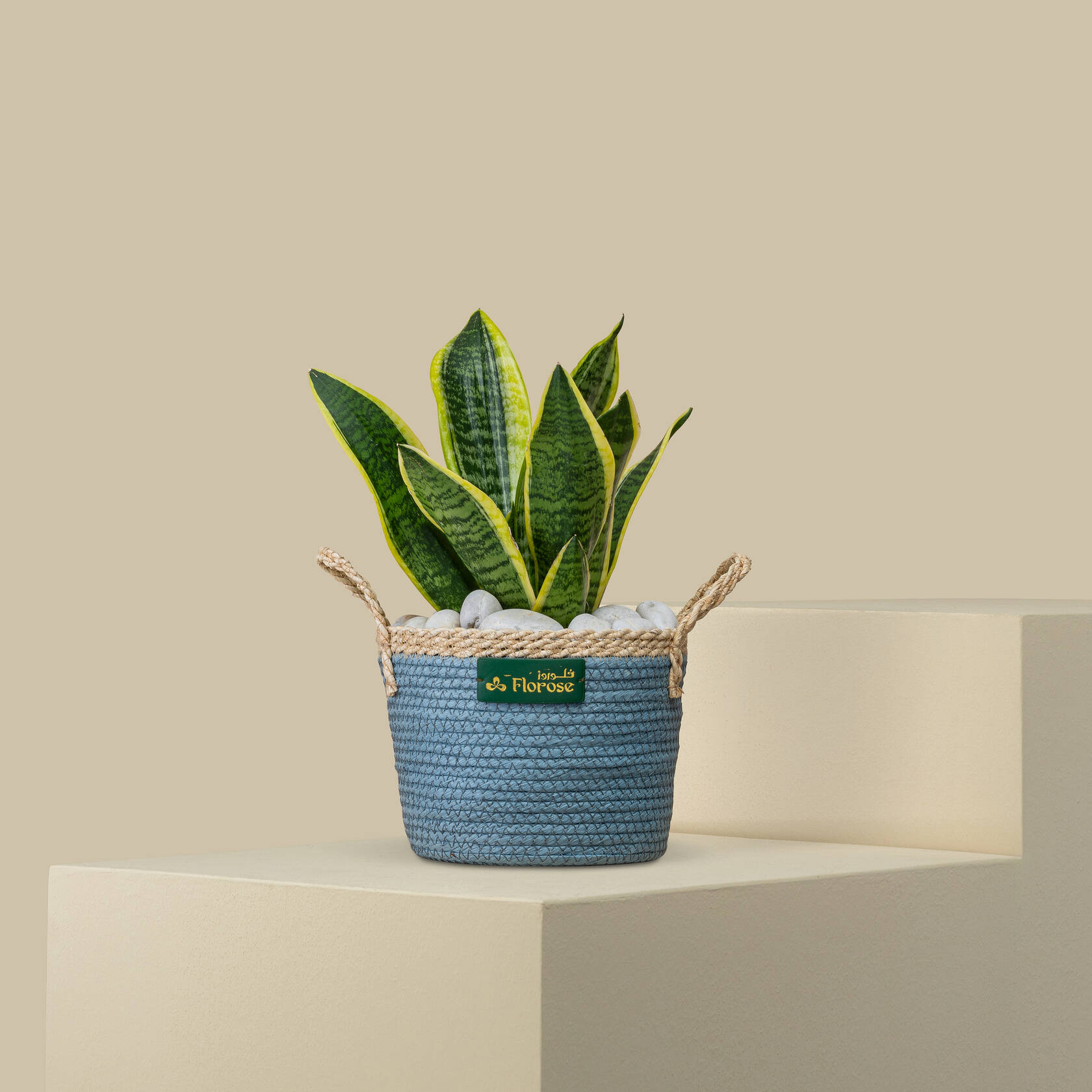 Elegant Sansevieria Plant Elegant Sansevieria Plant