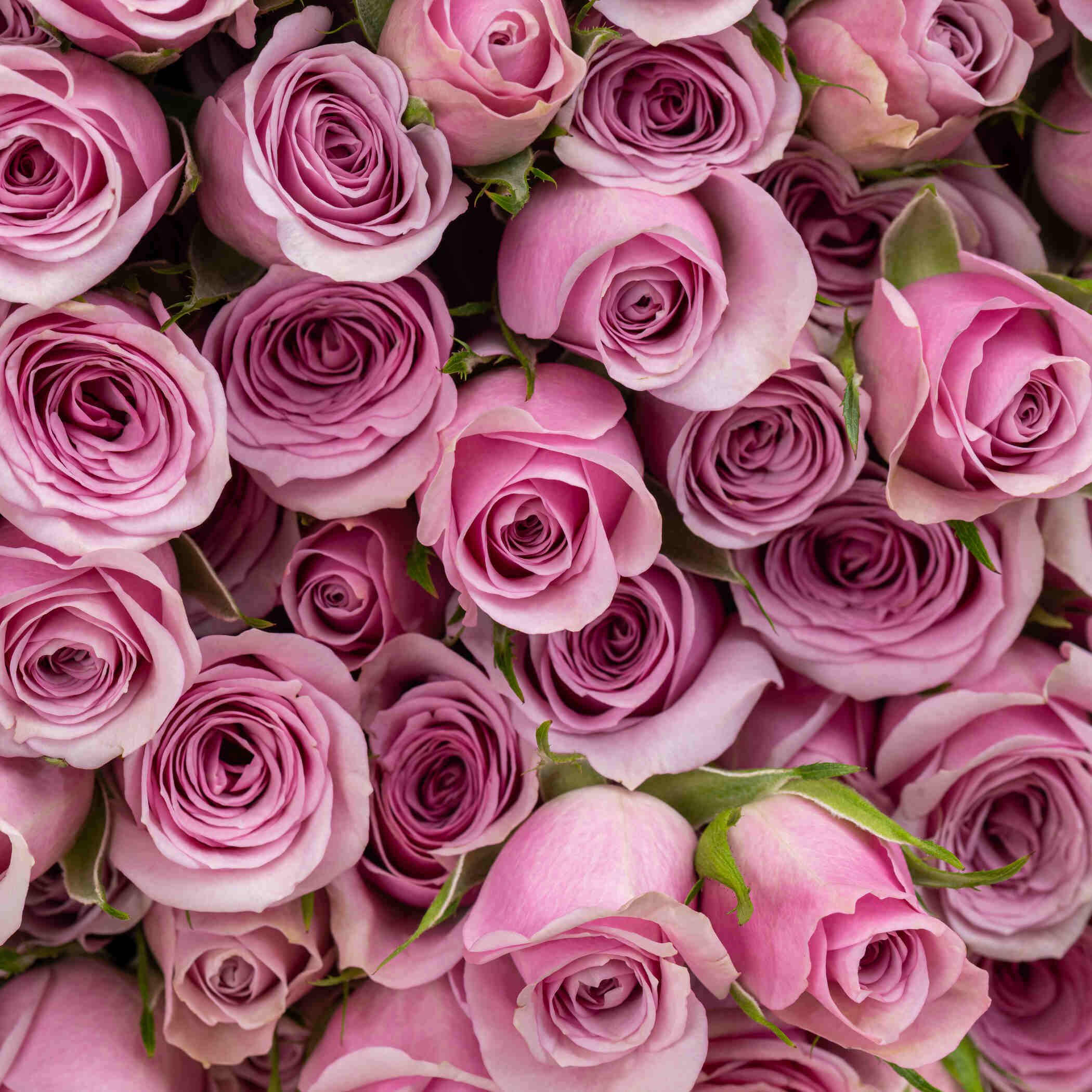 Inspiring Spray Rose Vase Light Purple | 50 Flowers Inspiring Spray Rose Vase Light Purple | 50 Flowers