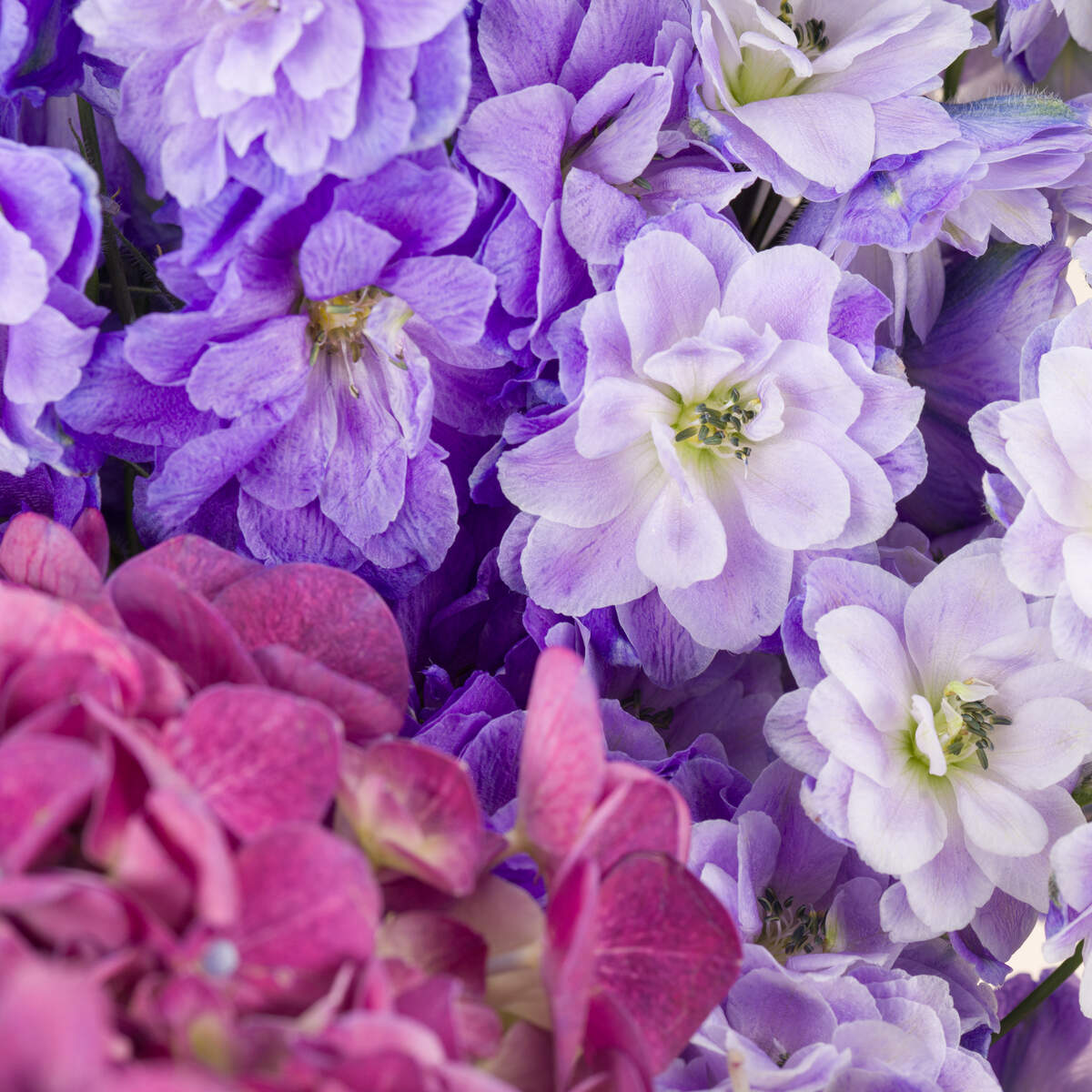 Violet Delight Premium Vase Violet Delight Premium Vase