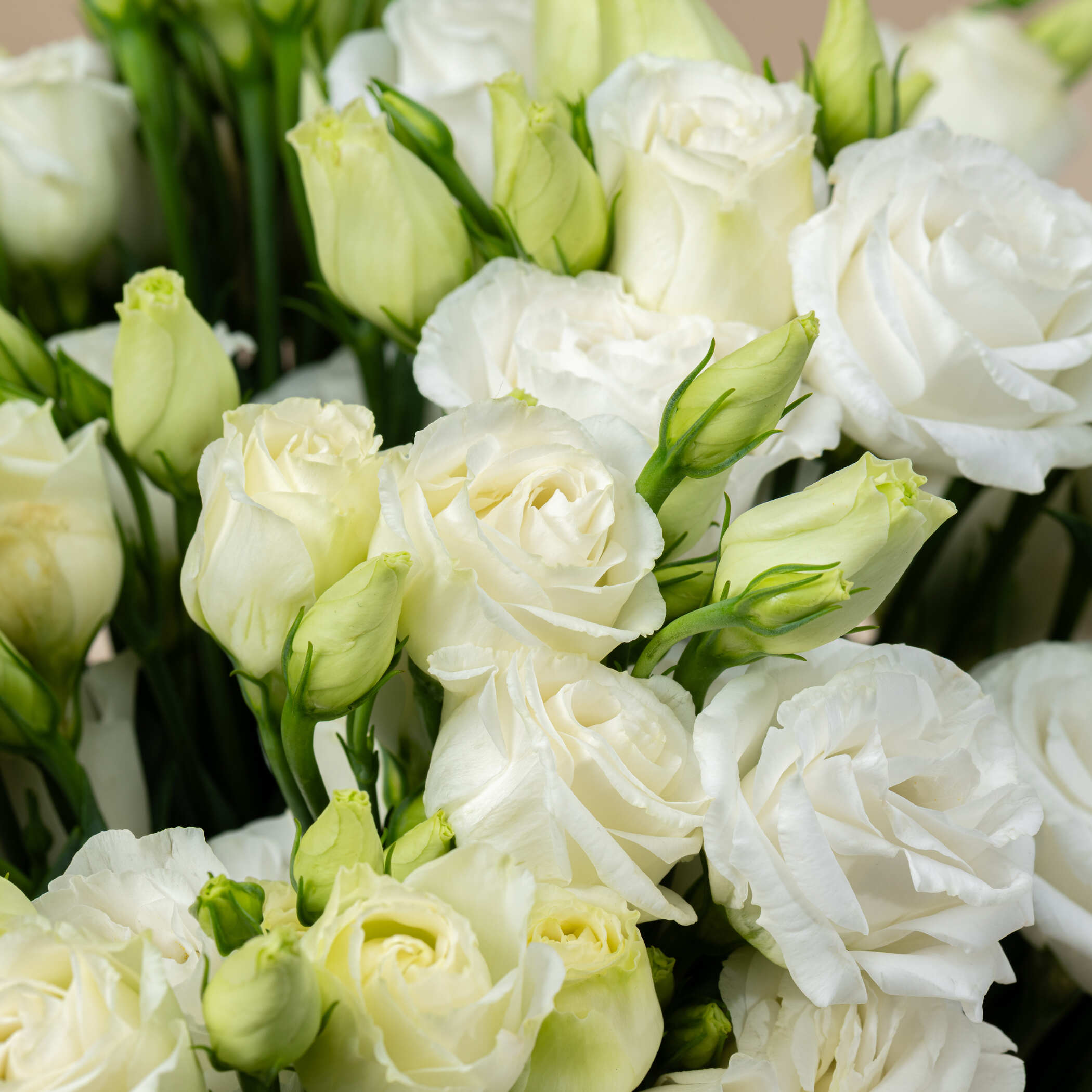 White Eustoma Vase White Eustoma Vase