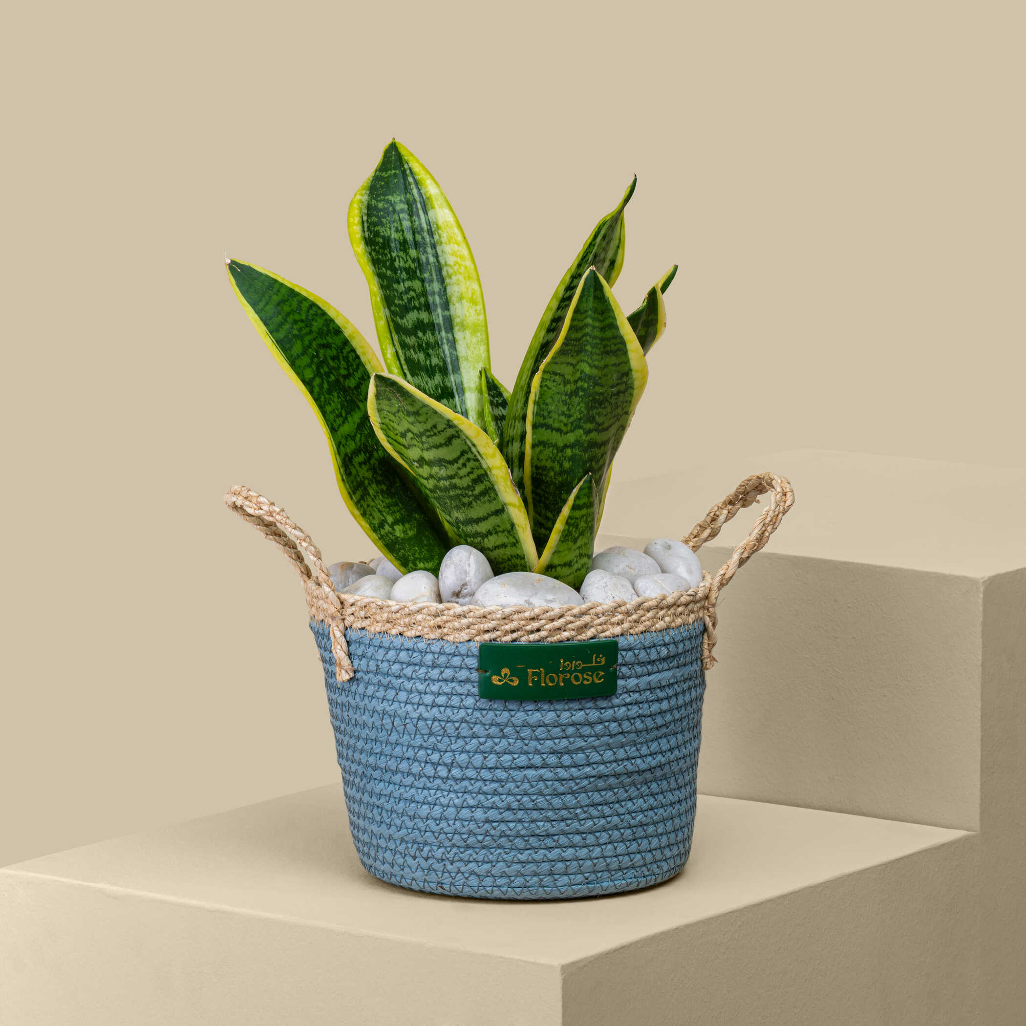 Elegant Sansevieria Plant Elegant Sansevieria Plant