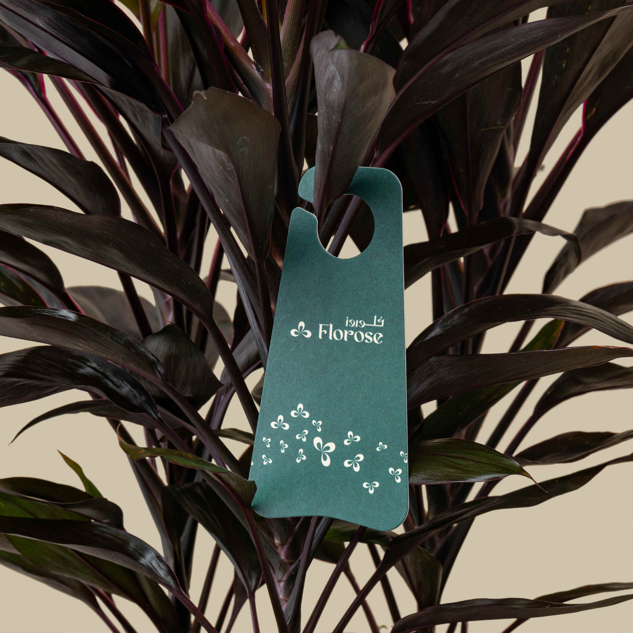 Luxury Cordyline Plant Luxury Cordyline Plant