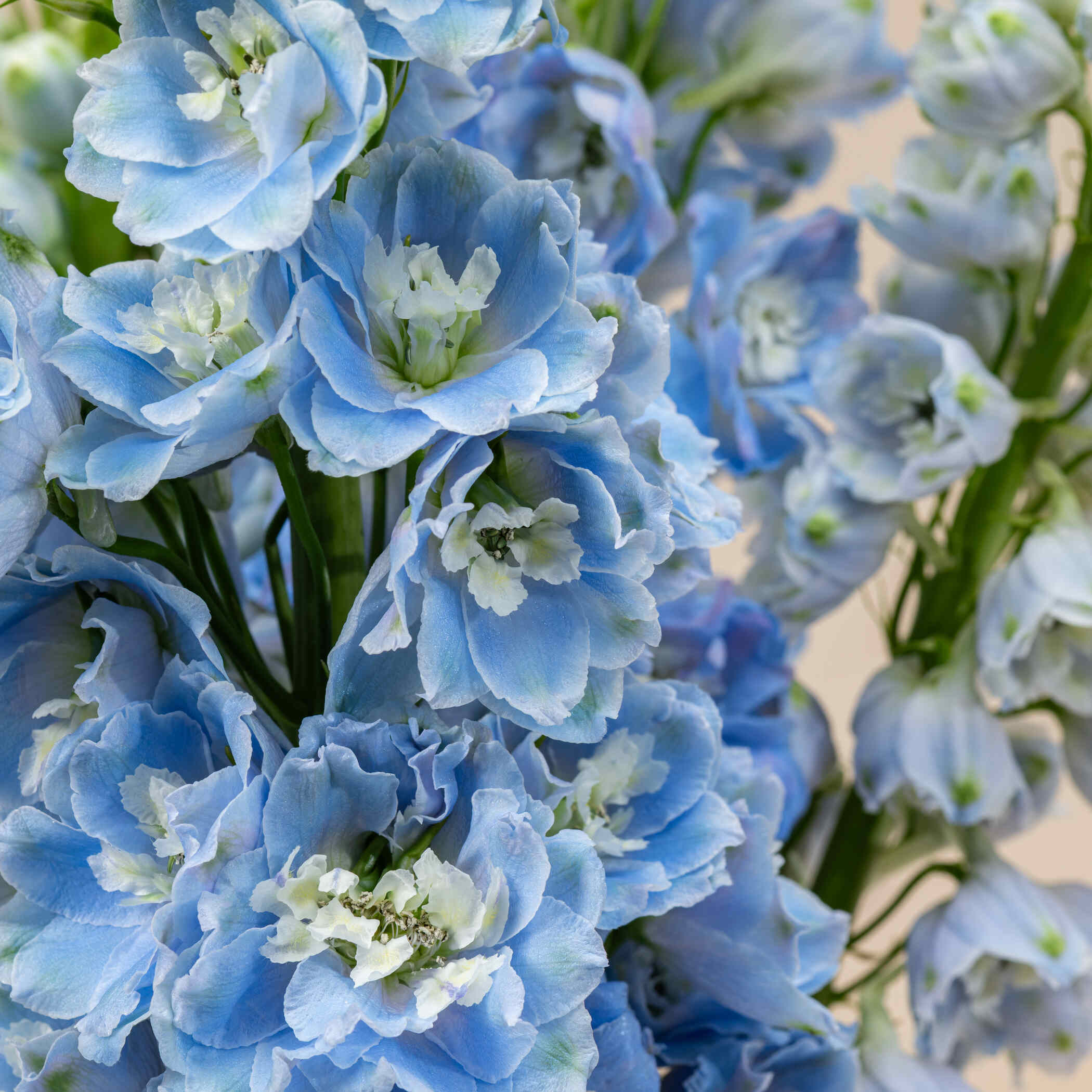 Light Blue Delphinium Vase Light Blue Delphinium Vase
