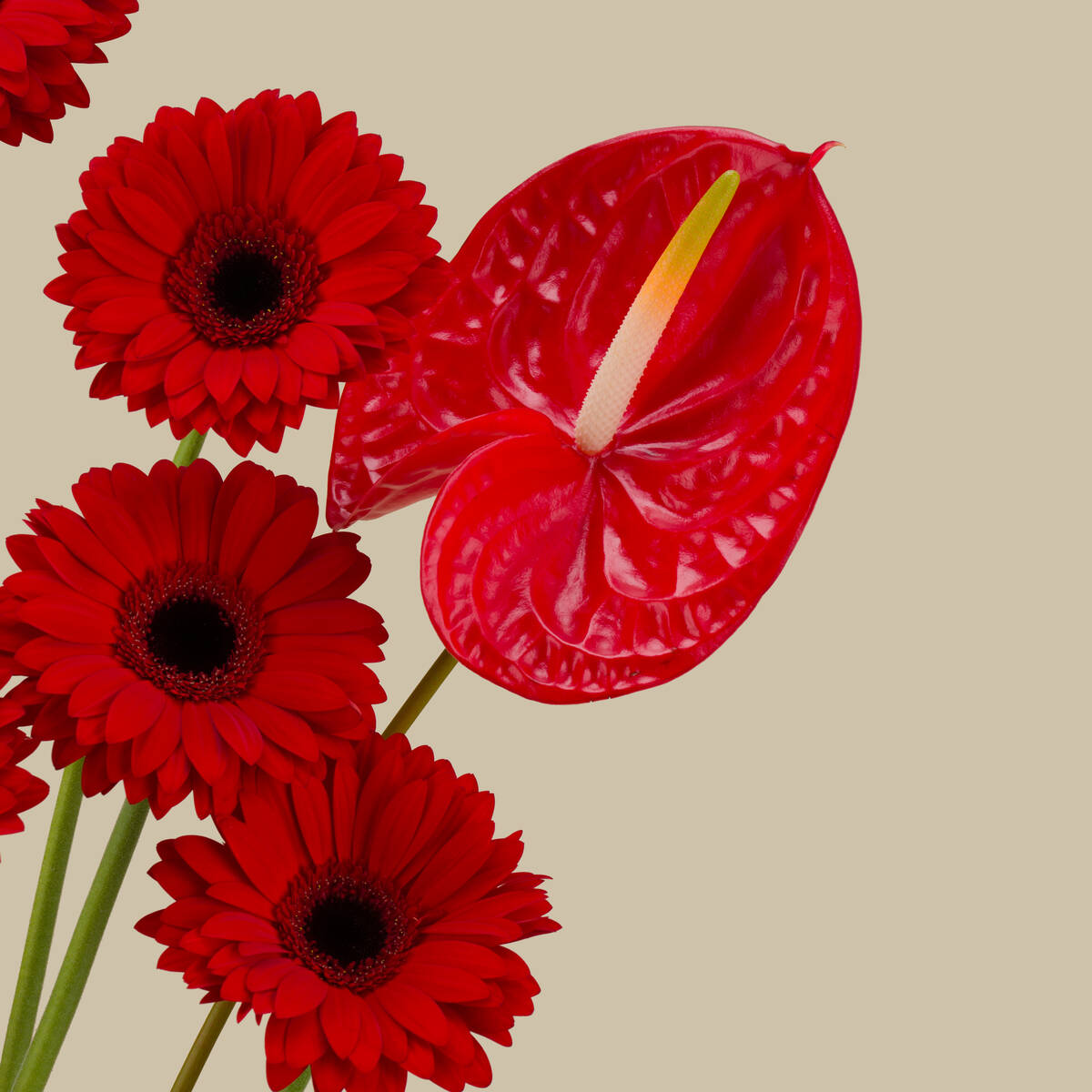 Red Twilight Premium Vase Red Twilight Premium Vase