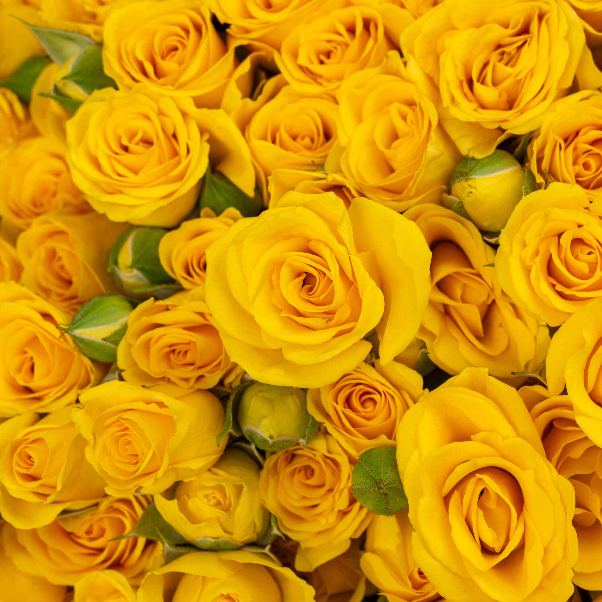 Inspiring Spray Rose Vase Yellow | 50 Flowers Inspiring Spray Rose Vase Yellow | 50 Flowers