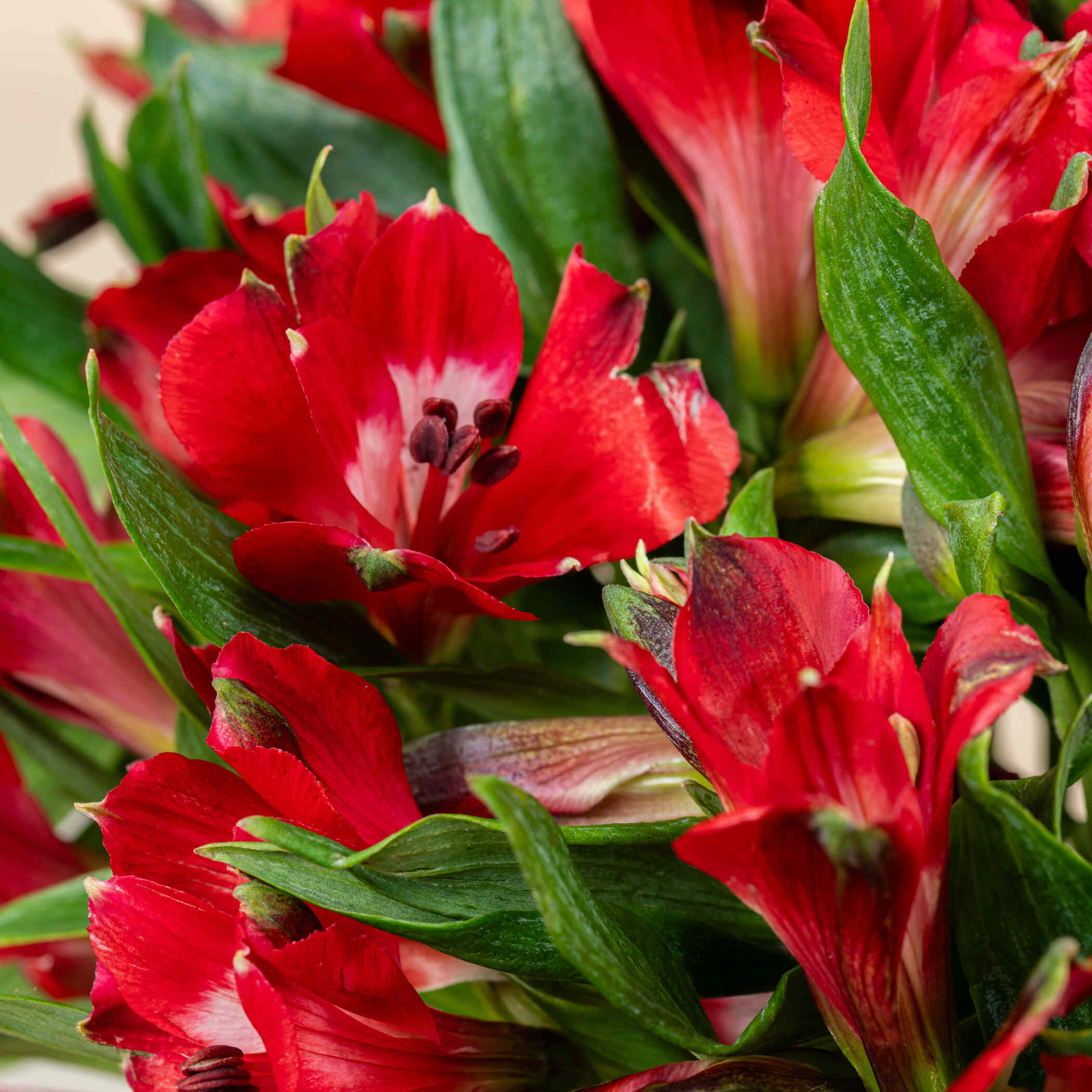 Red Alstroemeria Vase Red Alstroemeria Vase