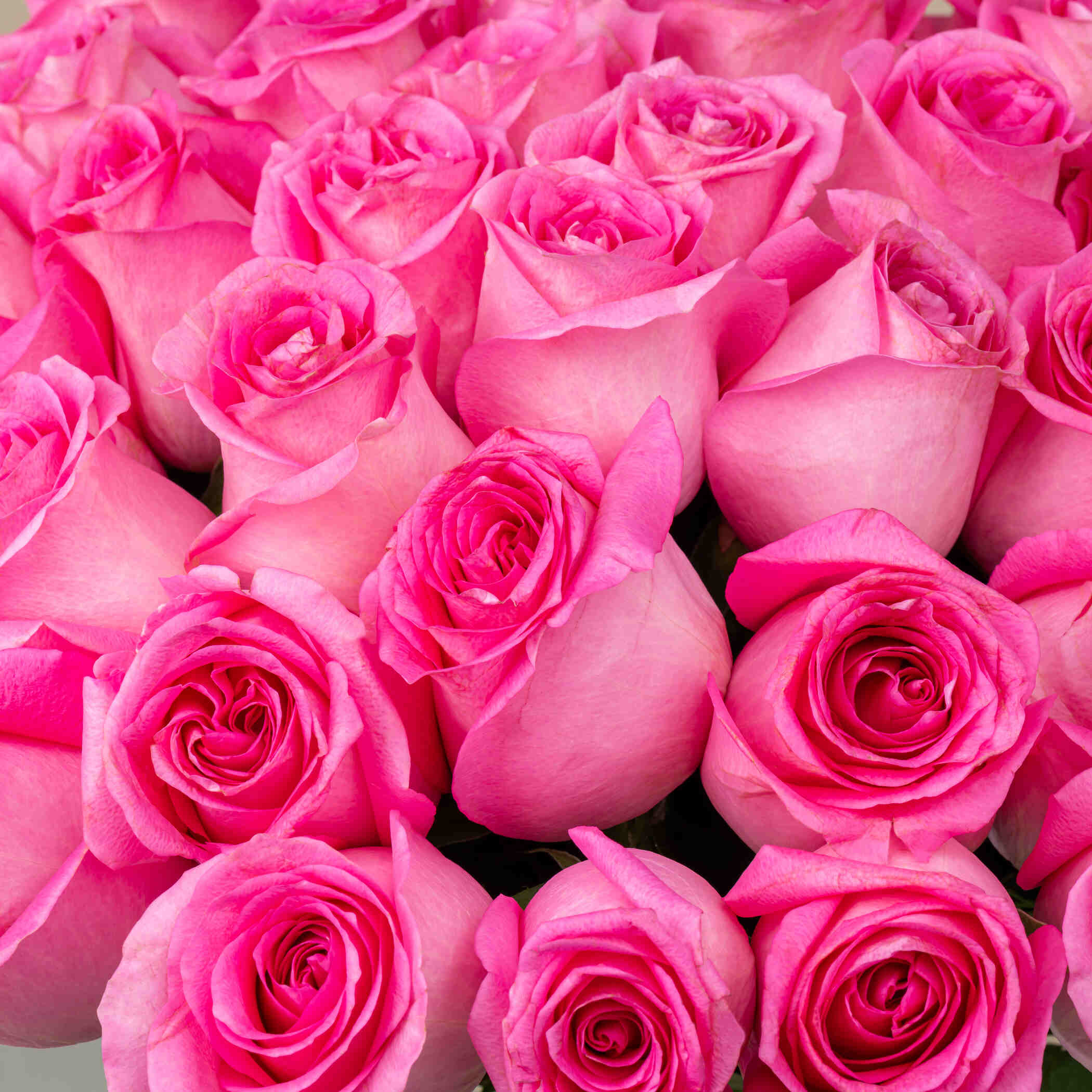 Stunning Rose Vase Dark Pink | 15 Flowers Stunning Rose Vase Dark Pink | 15 Flowers