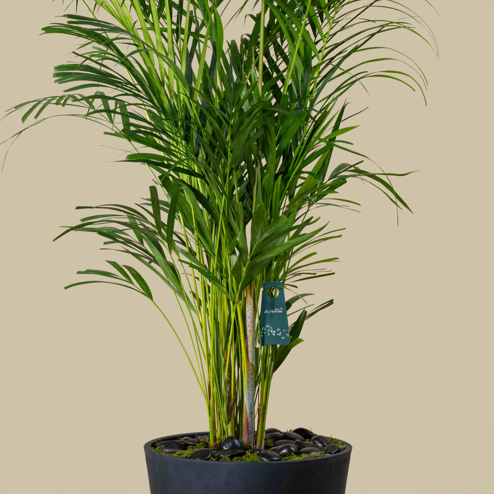 Camedorea Harmonious Plant Camedorea Harmonious Plant