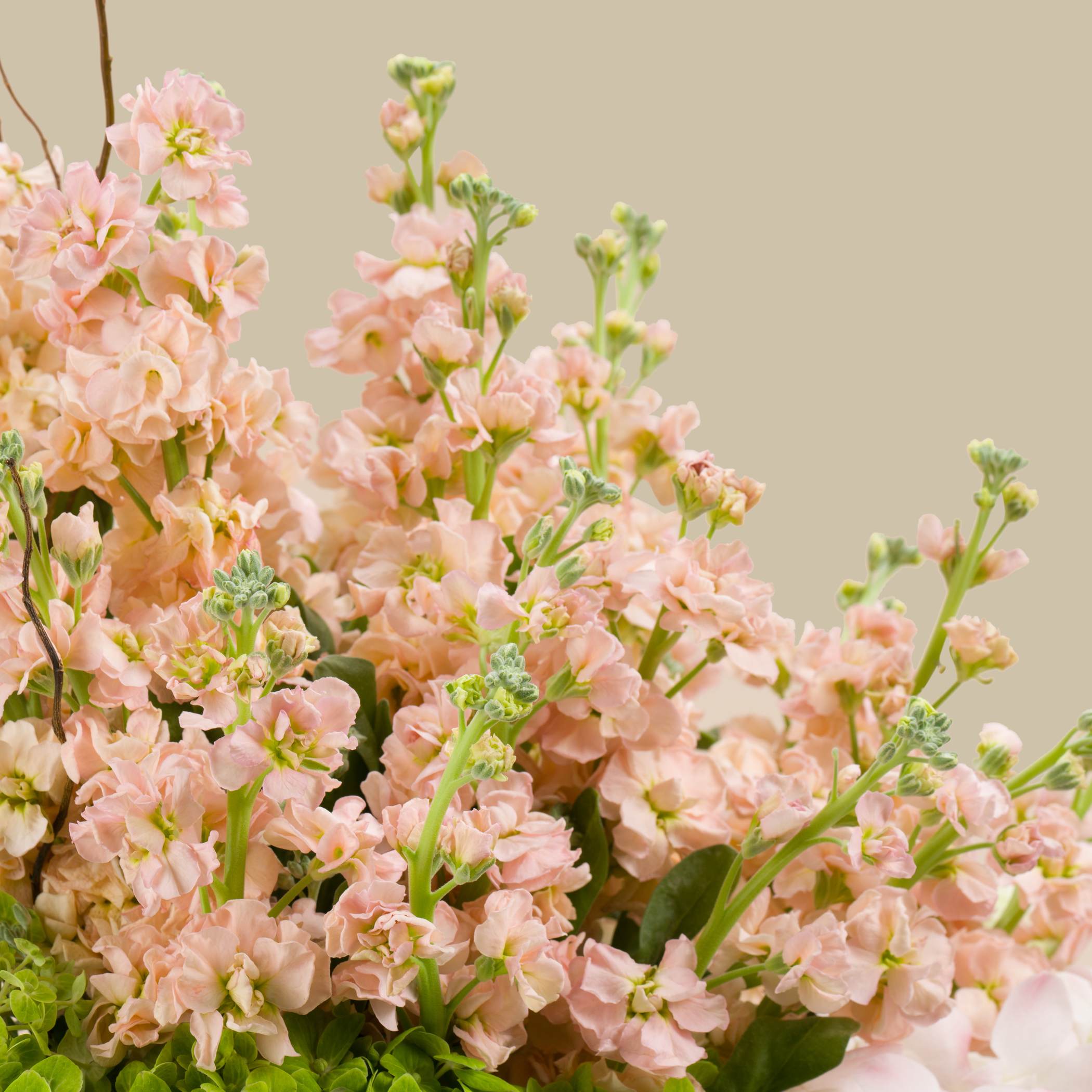 Elegance Round Vase Elegance Round Vase