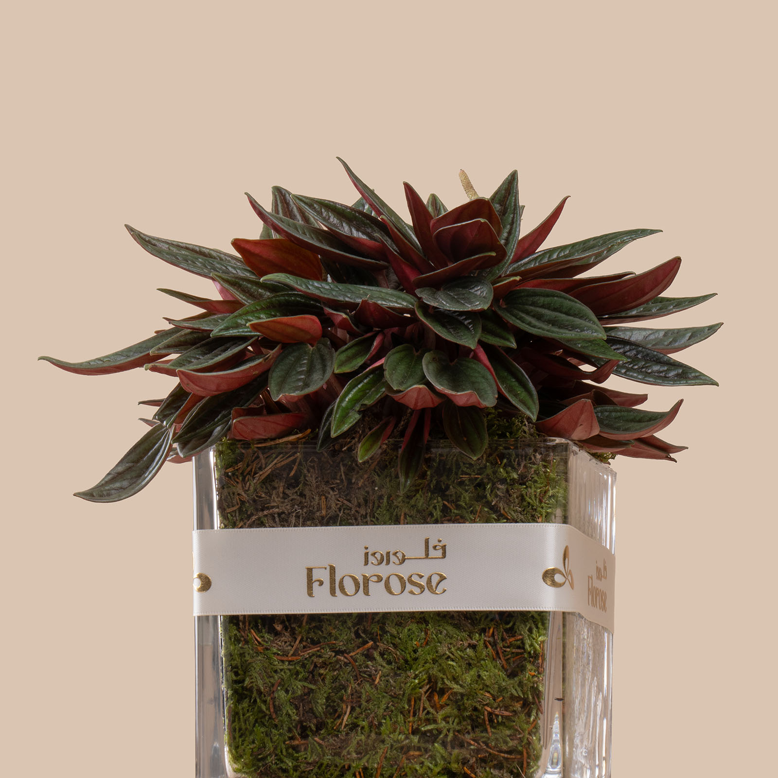 Peperomia Caperata Plant Peperomia Caperata Plant