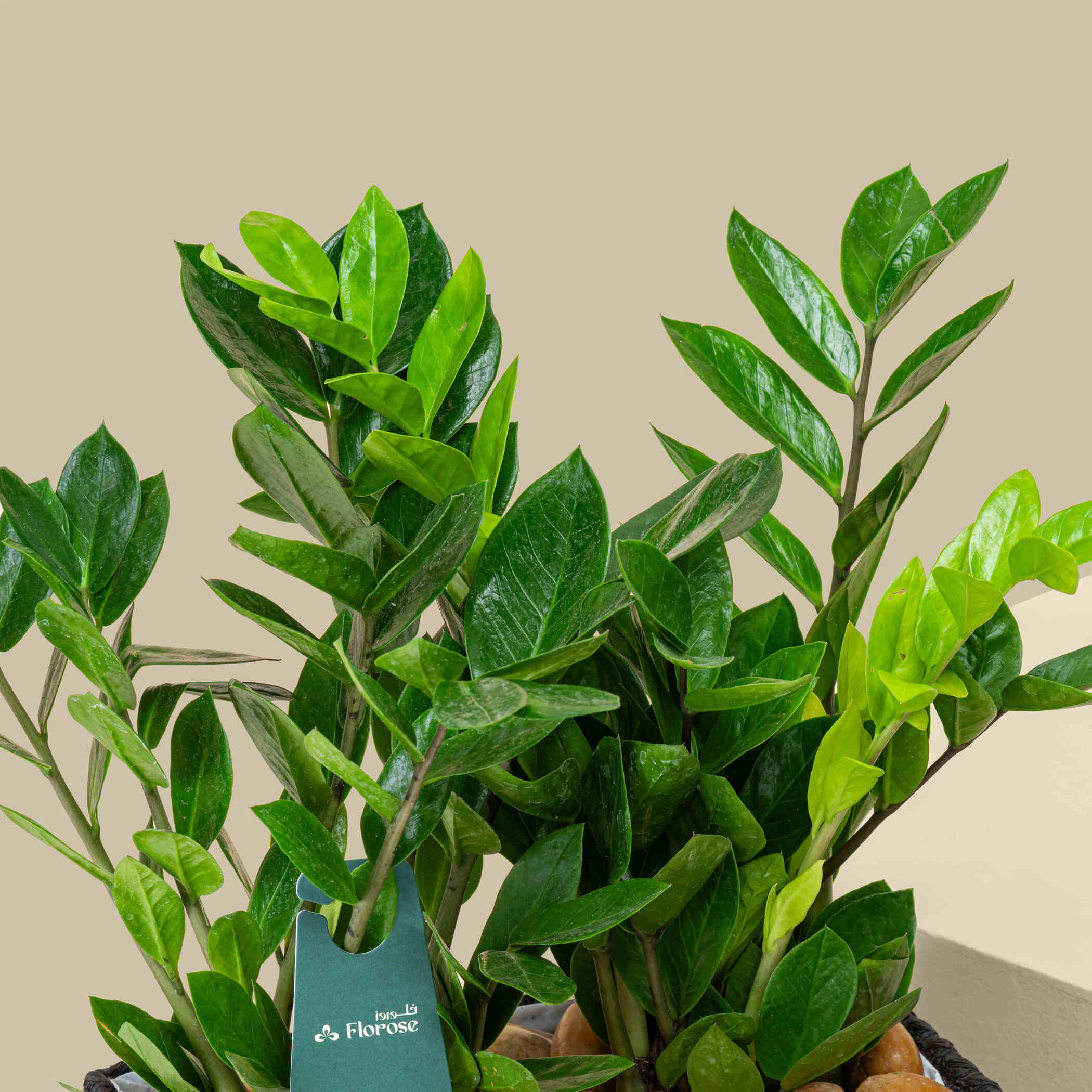 نبات زنزبار صغير نبات زنزبار صغير