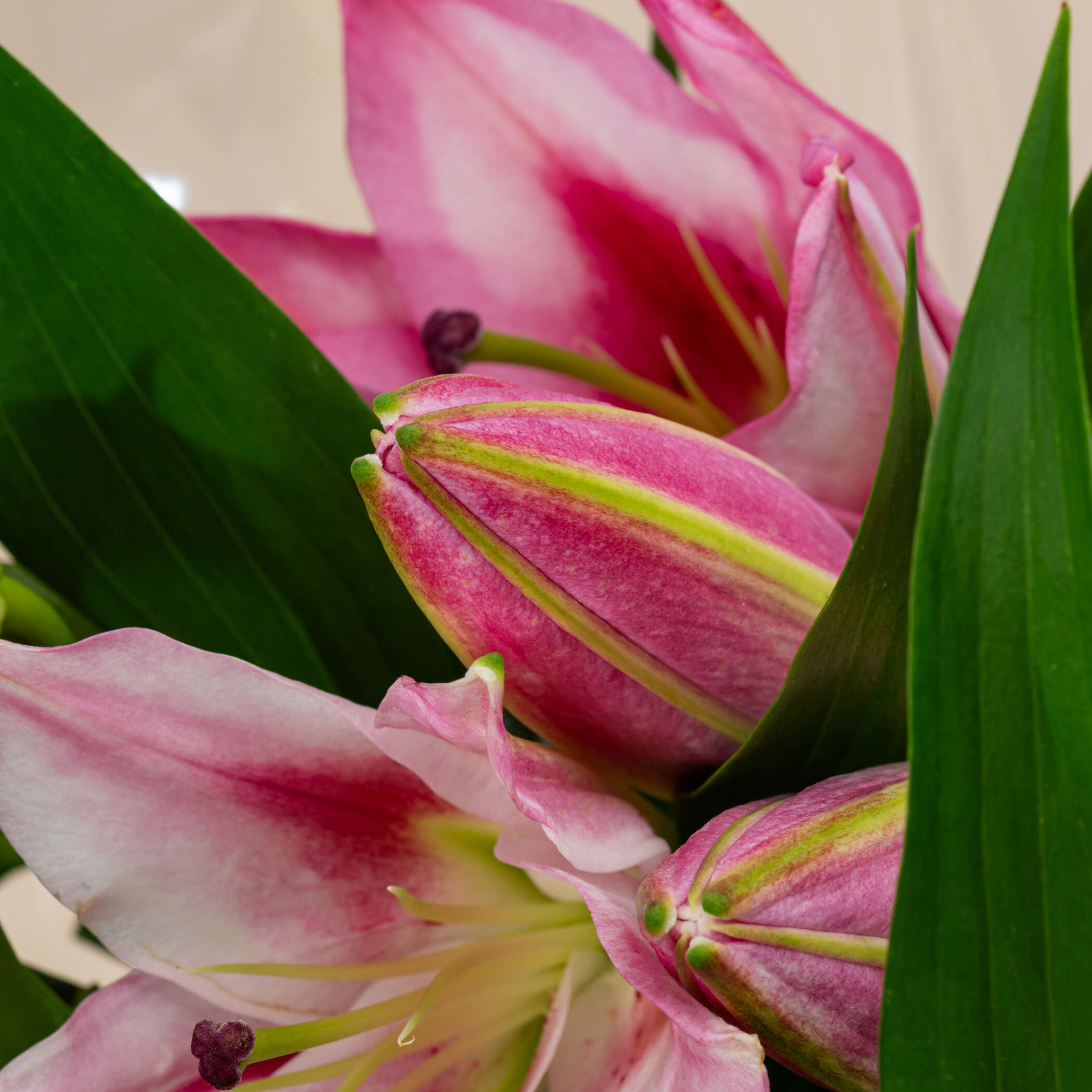 Pink Lily Bouquet Pink Lily Bouquet