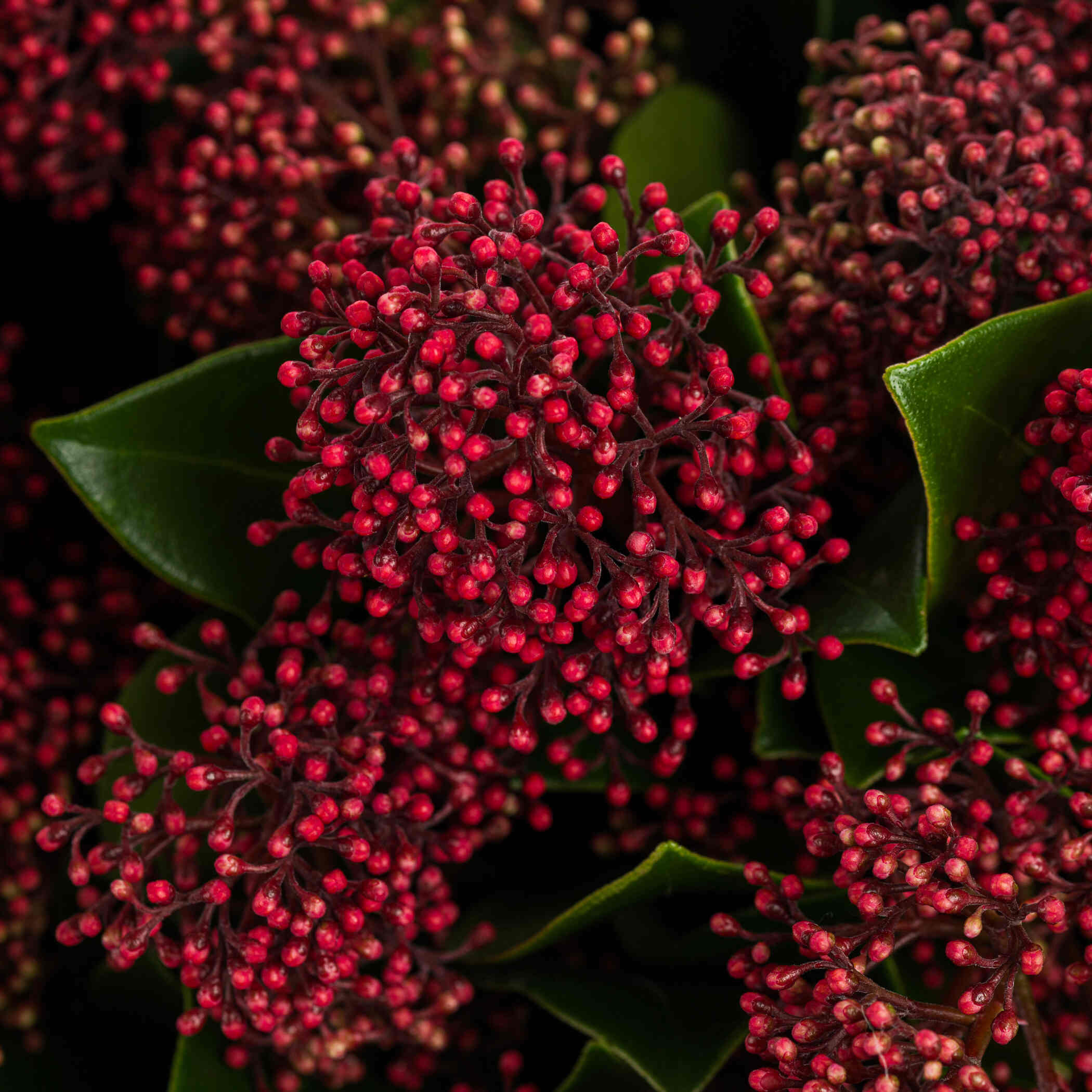 Night Breeze Bouquet Night Breeze Bouquet